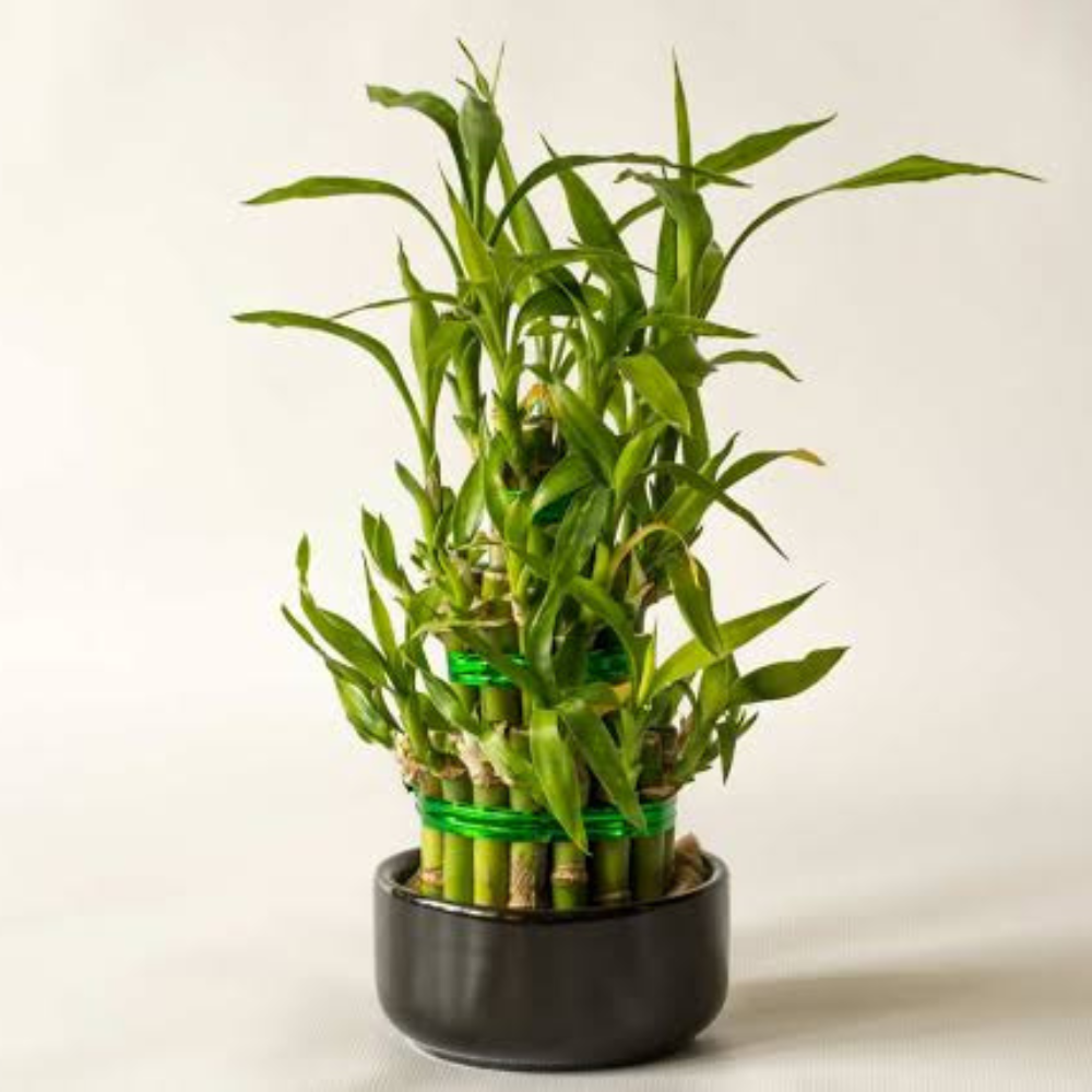 Lucky bamboo