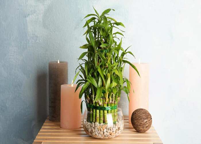 Lucky bamboo