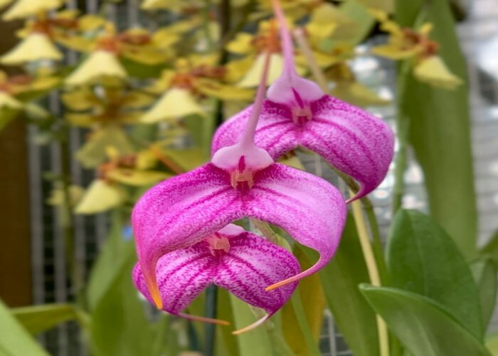 Masdevallia Orchid