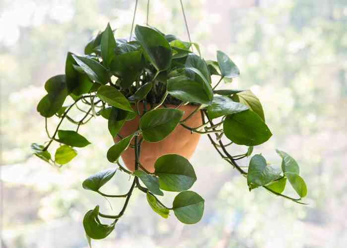 Money plant