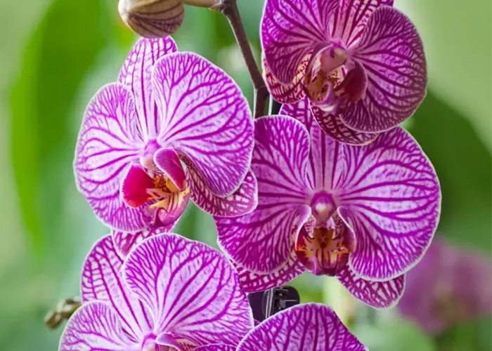 Moth Orchid