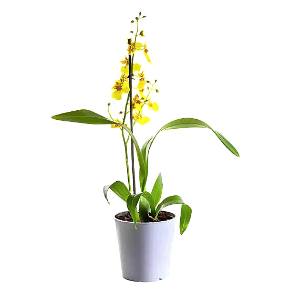 Oncidium Orchid