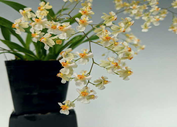 Oncidium Orchid