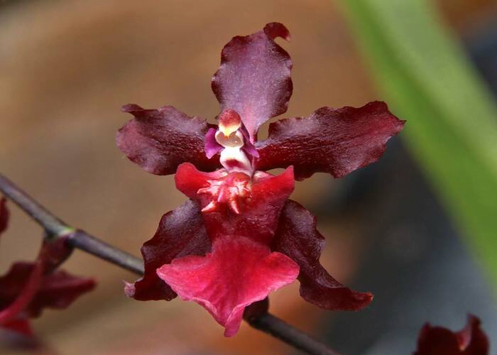 Oncidium Sharry Baby