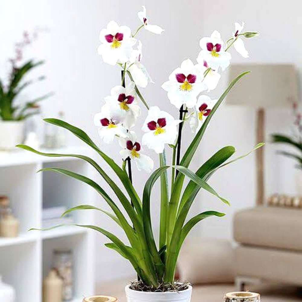 Pansy Orchid