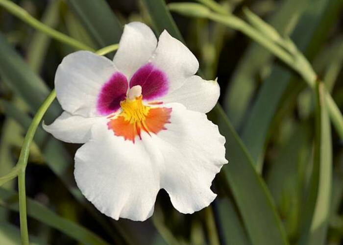 Pansy Orchid