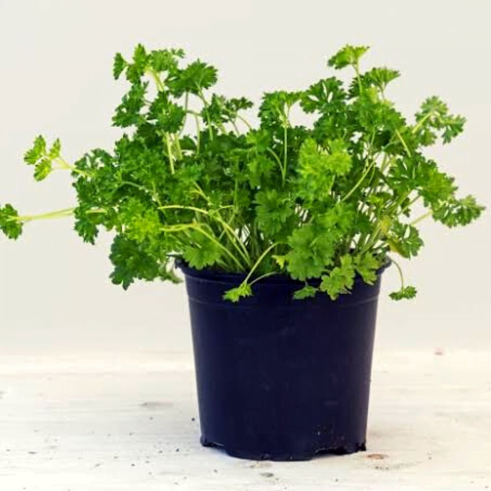 Parsely (Coriander)