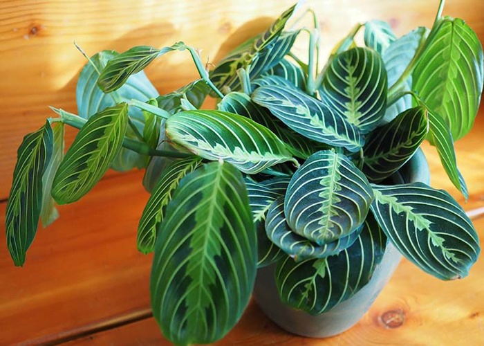 Prayer Plant