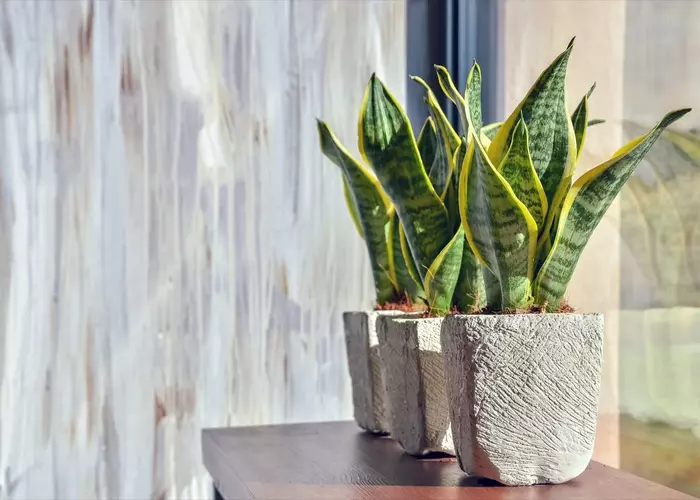 20 Succulents That Don't Need Direct Sunlight to Flourish