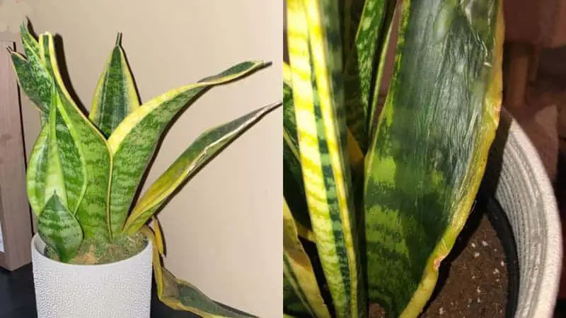 Causes For Snake Plant Dying