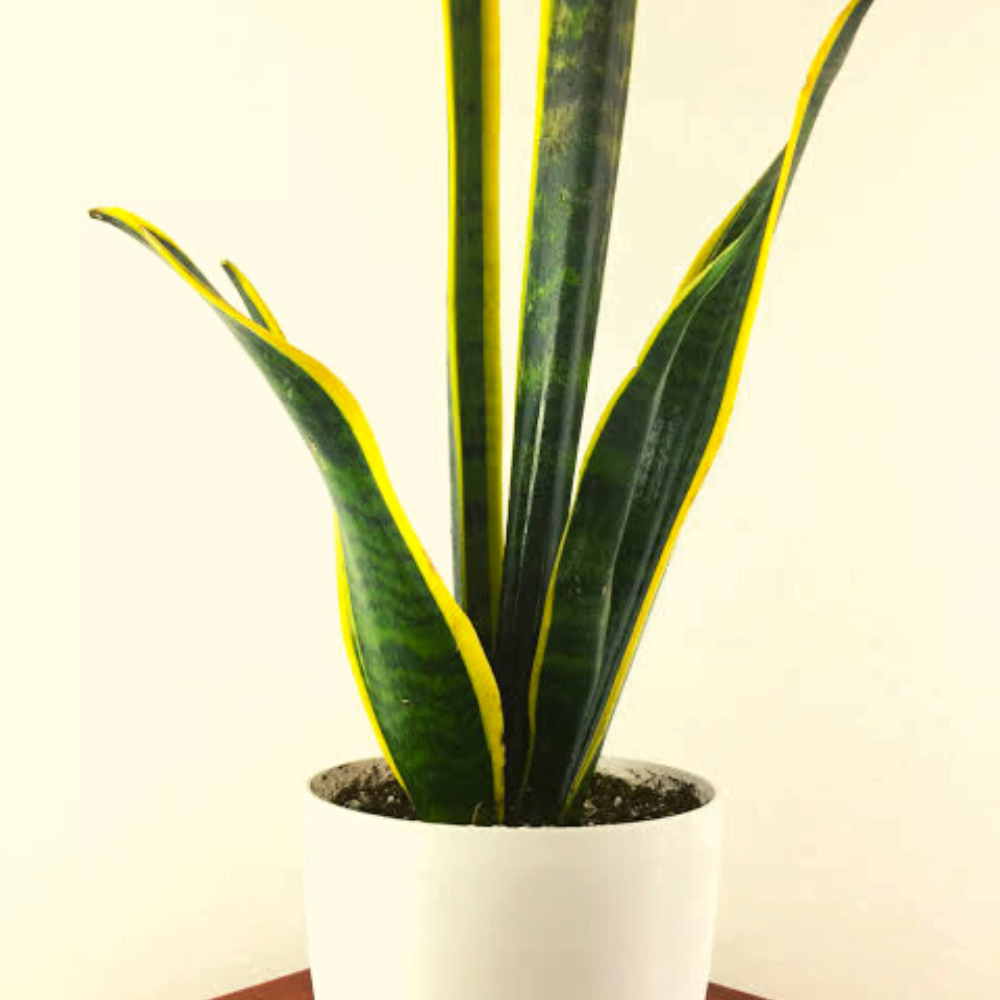 Snake Plant