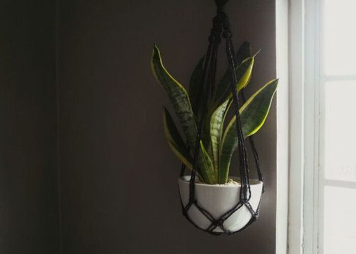 Snake plant