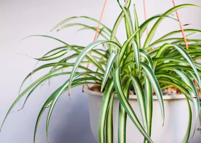 Spider plant