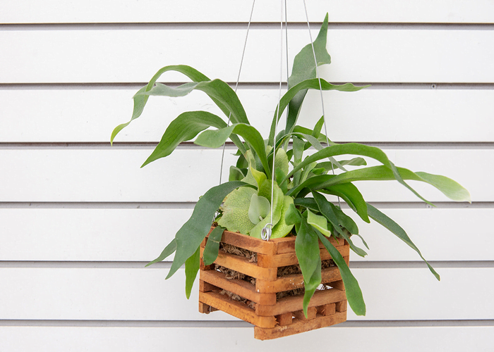 Staghorn Fern