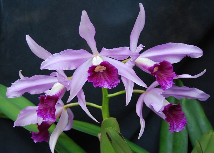 Star Orchid (Laelia Orchids)