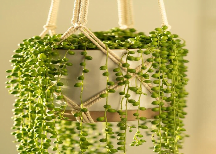 Top 10 Indoor Plants for Cafes to Enhance Decor & Comfort