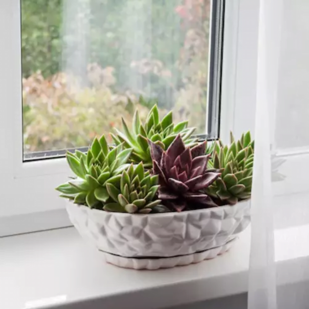 Turn Your Apartment into a Green Haven with 15 Amazing Plants