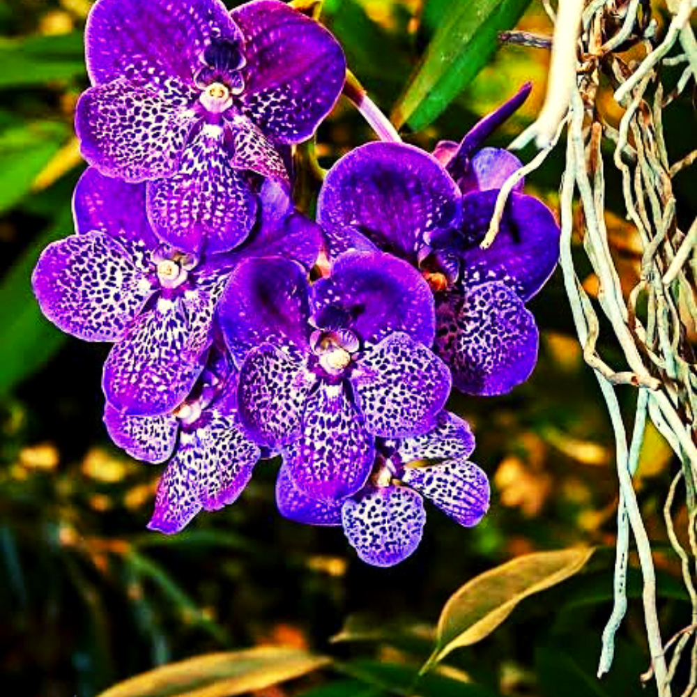 Vanda Orchid