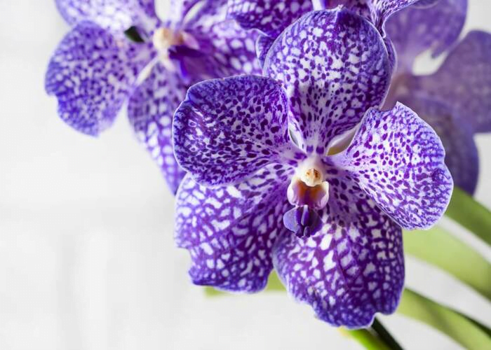 Vanda Orchid