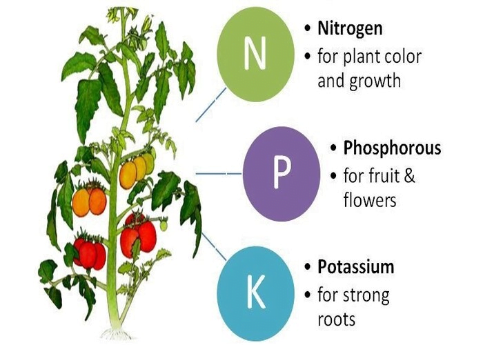 NPK Fertilizer Everything you need to know