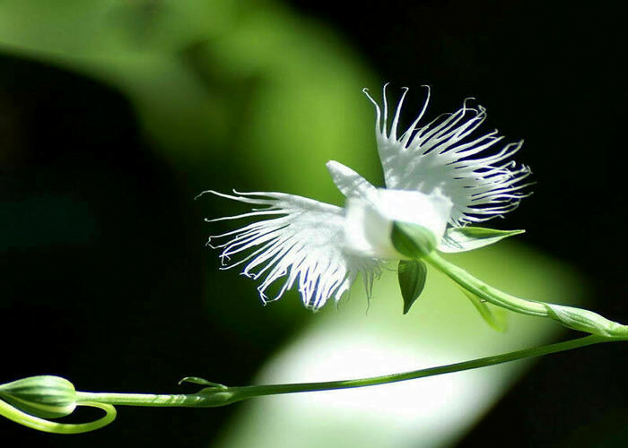 White egret orchid