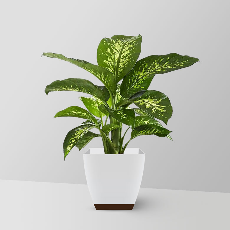 dumb-cane-plant