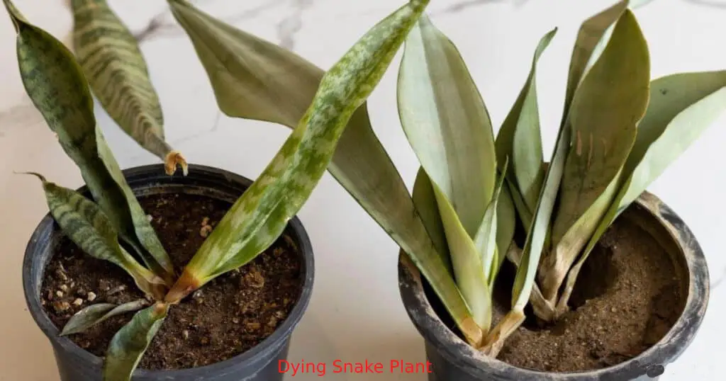 How To Save A Dying Snake Plant?