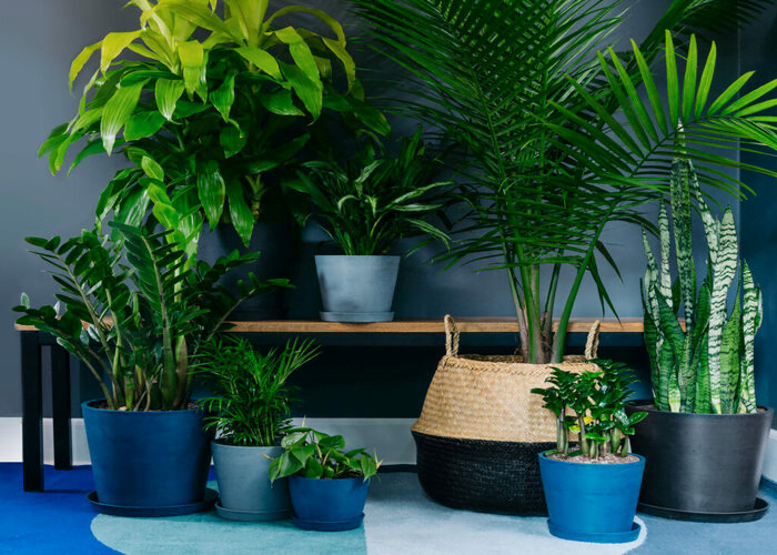indoor corner plants