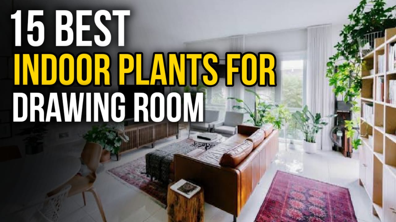 indoor plants for drawing room