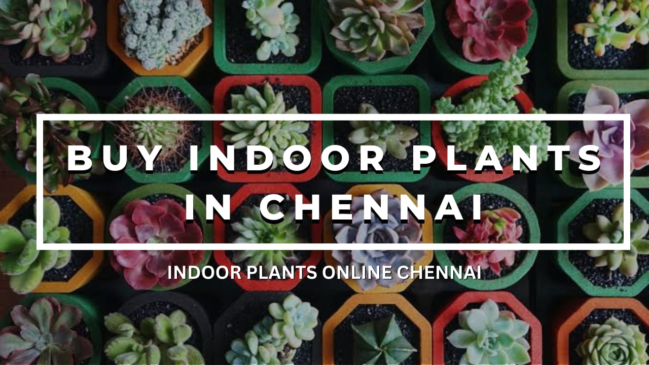 indoor plants in chennai