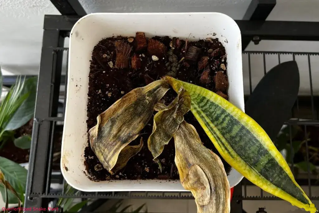 Snake Plant not Growing due to Over-fertilization