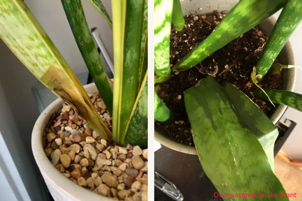 Snake Plant not Growing due to Overwatering