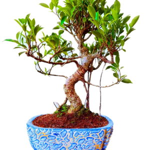 Bonsai Plant Ficus Aerial Root in Ceramic Pot 12 Years Old