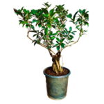 Aerial Root Ficus Bonsai Tree by Abana Homes 12 Years 60 cm Canopy Style Bonsai