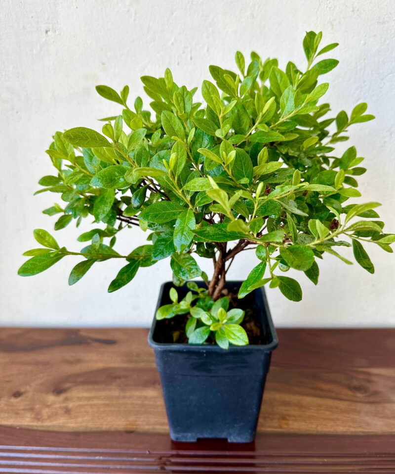 Azalea Flowering Bonsai