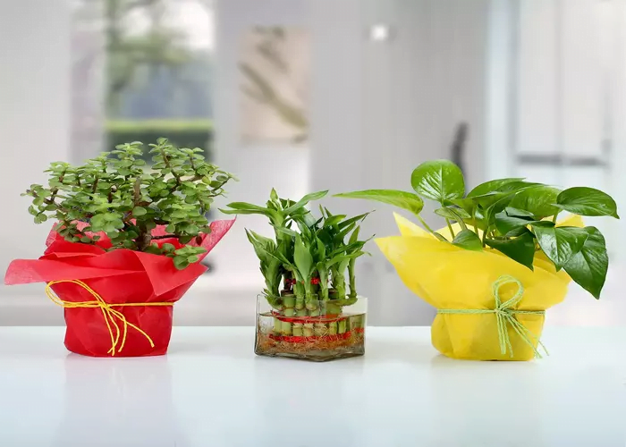 Best Indoor Plants for Return Gifts