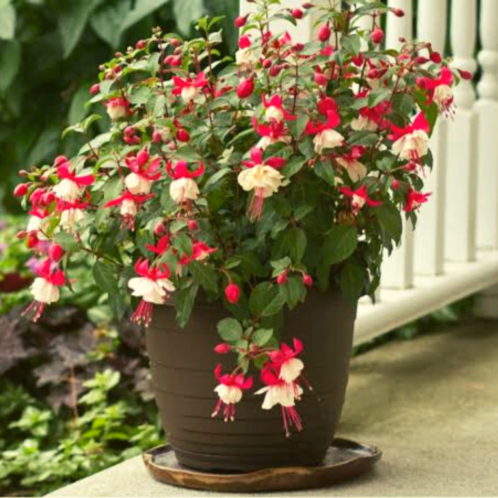 10 Best Small Plants for Balcony in India