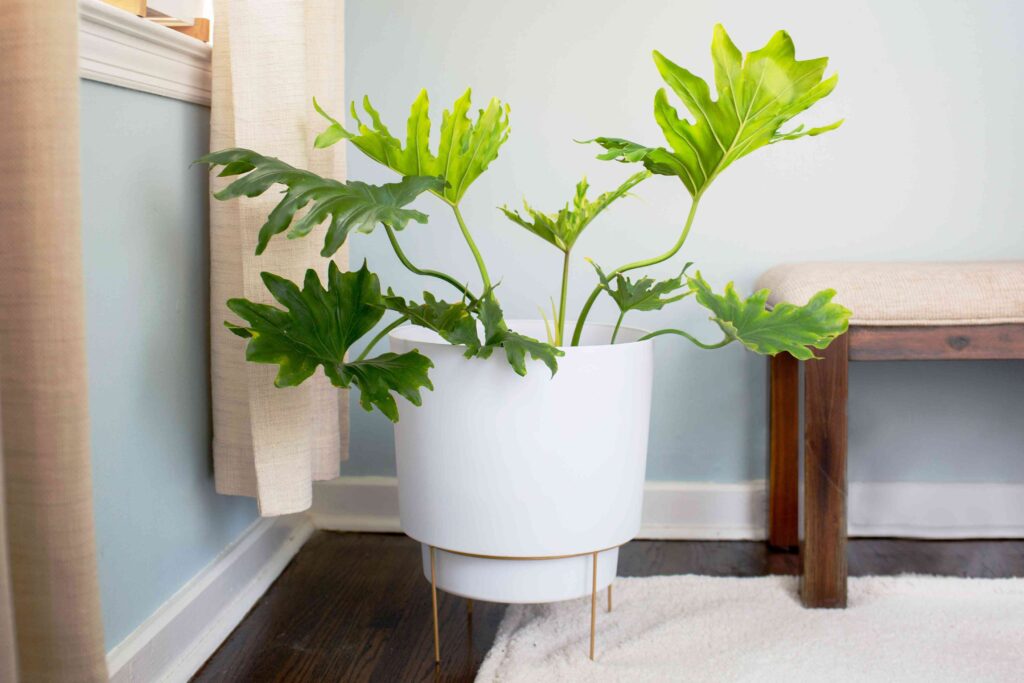 Lacy Leaf Philodendron