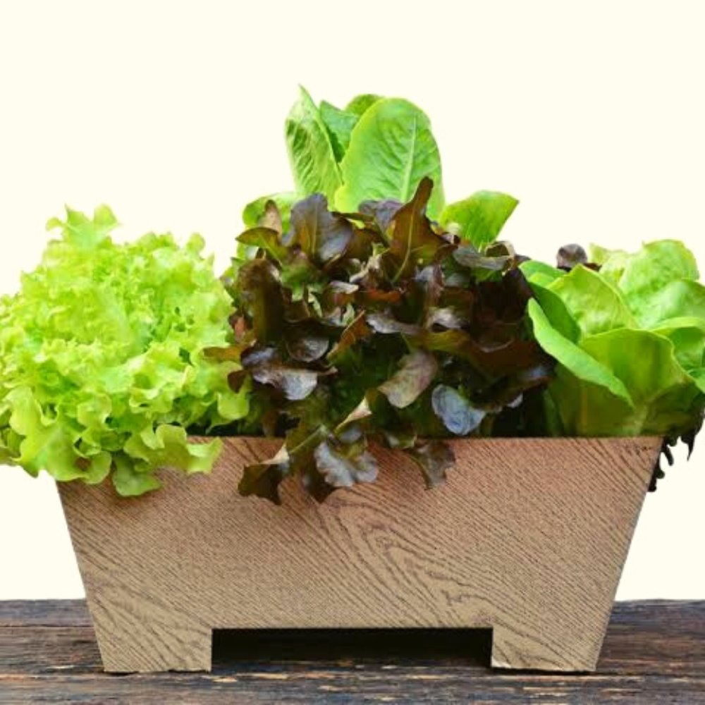 10 Best Small Plants for Balcony in India