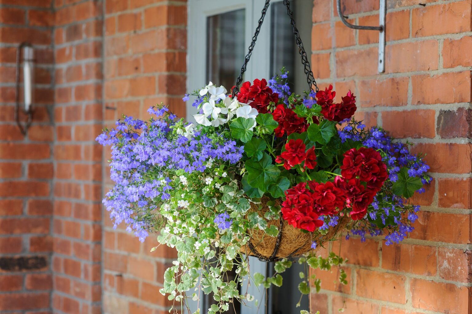 10 Best Small Plants for Balcony in India