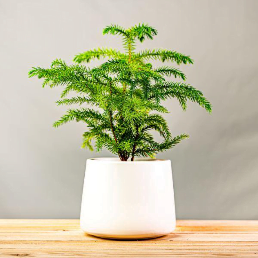 20 Easy Growing Indoor Plants That Will Survive Your Busy Lifestyle