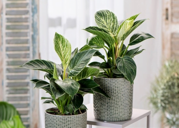 Philodendron