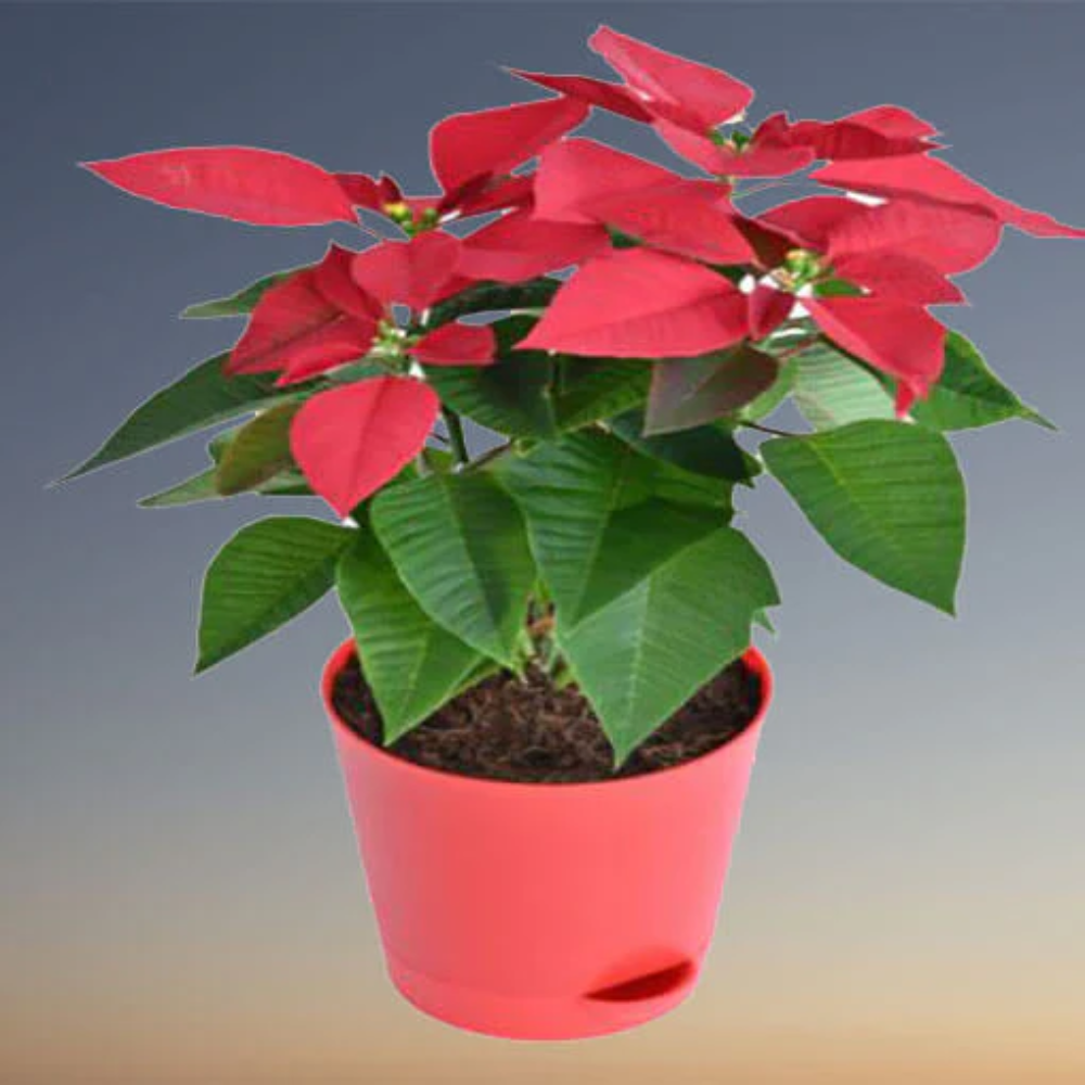 Poinsettia