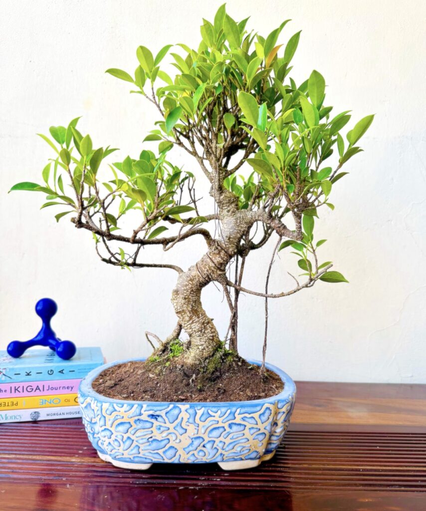aerial root ficus bonsai plant in blue carved ceramic pot