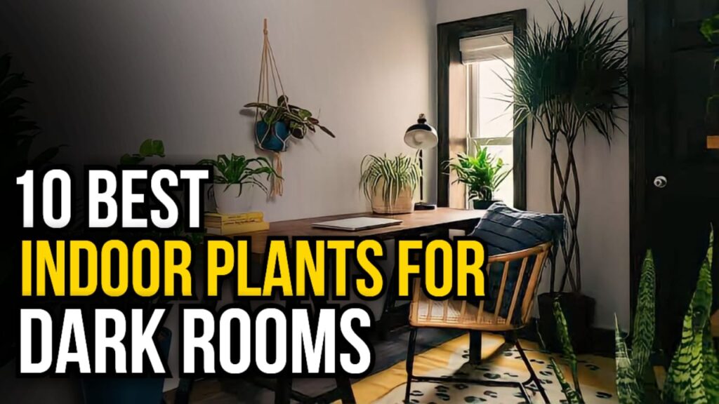 best indoor plants for dark rooms