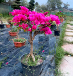 bougainvillea bonsai tree pink flowers