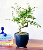 carmona bonsai plants in black ceramic pot indoor bonsai tree 2