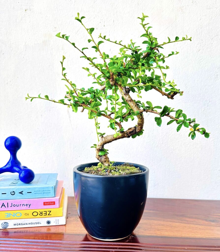 carmona bonsai plants in black ceramic pot indoor bonsai tree 2