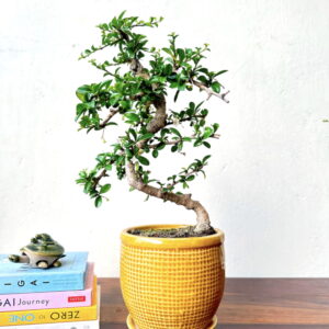 carmona bonsai tree fukien tree bonsai in cream yellow ceramic pot with tray