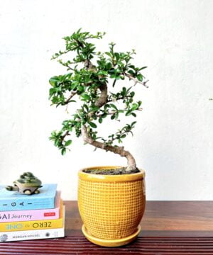 carmona bonsai tree fukien tree bonsai in cream yellow ceramic pot with tray